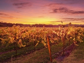 Brunello wine tour - Tuscany Driver and Guide